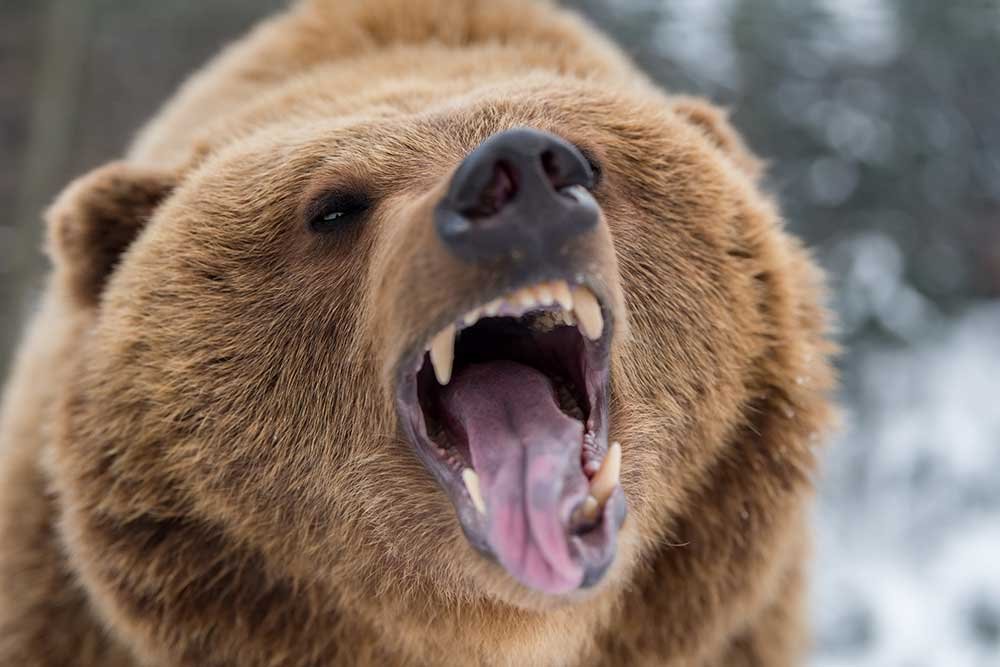 bears-don’t-care-about-your-philosophy:-why-firearms-matter-in-bear-country