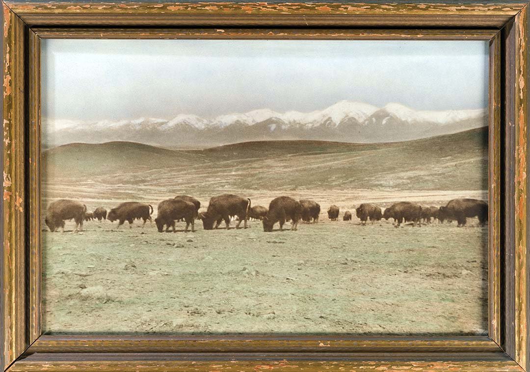 the-buffalo-gun