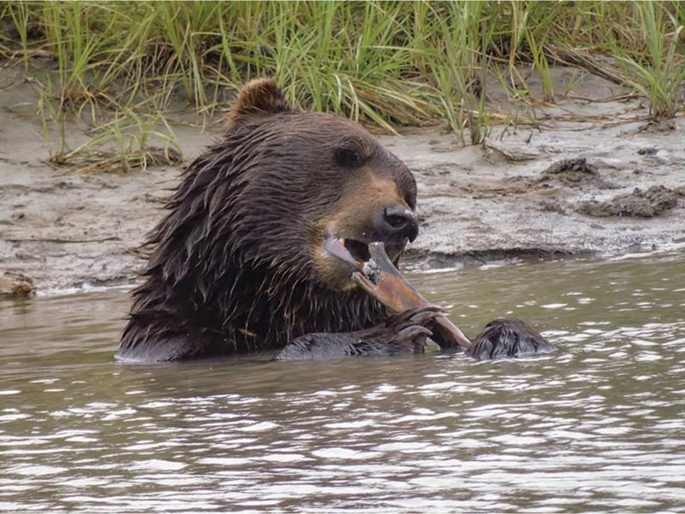 can-a-socom-16-stop-a-bear-attack?