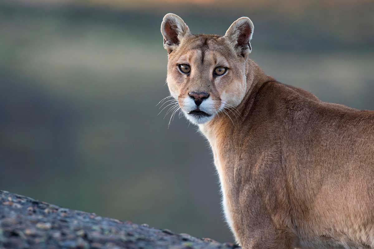 colorado-parks-&-wildlife-settles-with-hunting-groups-&-admits-to-open-meeting-law-violation