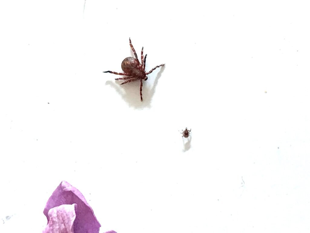 ticks:-minuscule-vampires-of-the-forest