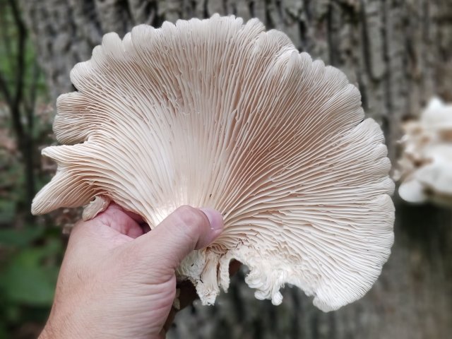 safe-spring-wild-edibles:-eating-safely-in-the-wild