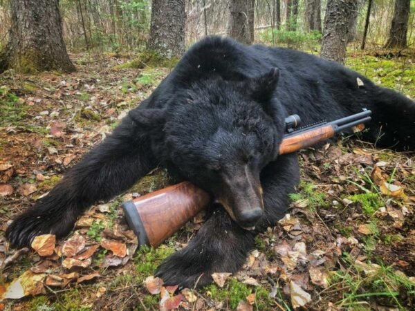 Black Bear Down IMG Laura Burgess Marketing, on behalf of Big Horn Armory Black Bear Down IMG Laura Burgess Marketing, on behalf of Big Horn Armory