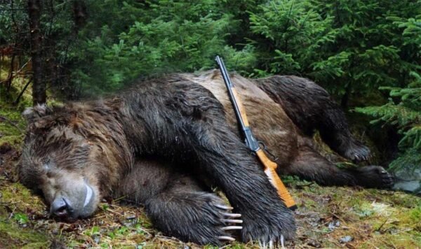 Brown Bear Down IMG Laura Burgess Marketing, on behalf of Big Horn Armory