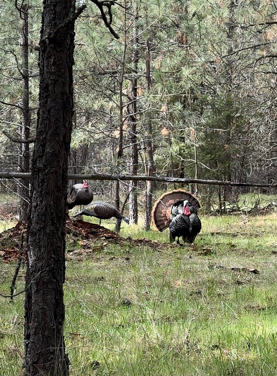 tom turkey is approaching the decoys the hunter put out earlier
