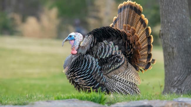 plump tom turkey ready for harvesting