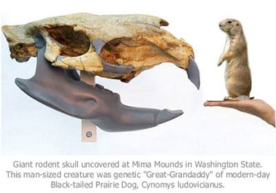 Giant Prairie Dog