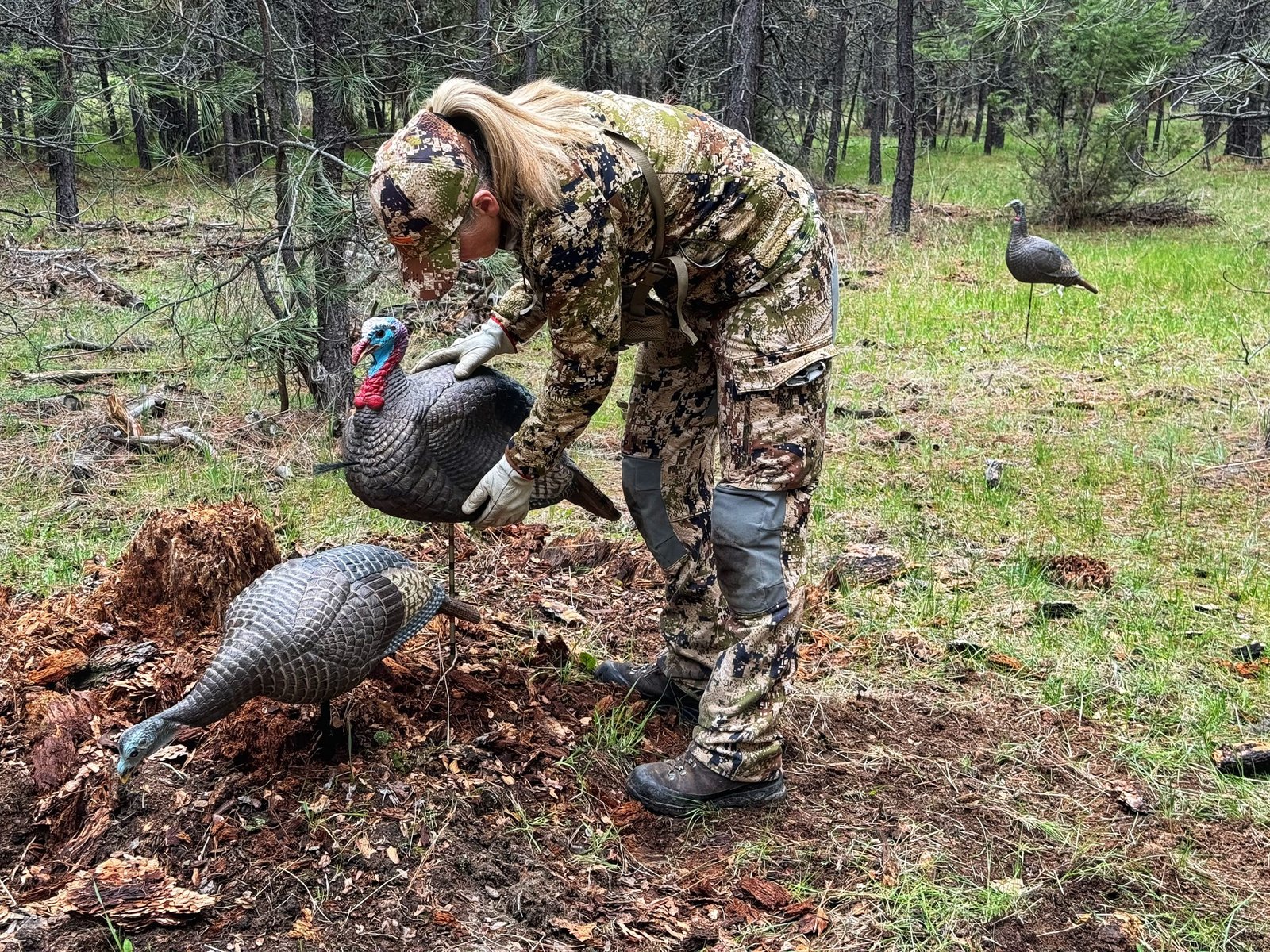 hunter placing turkey decoys for a hunting session
