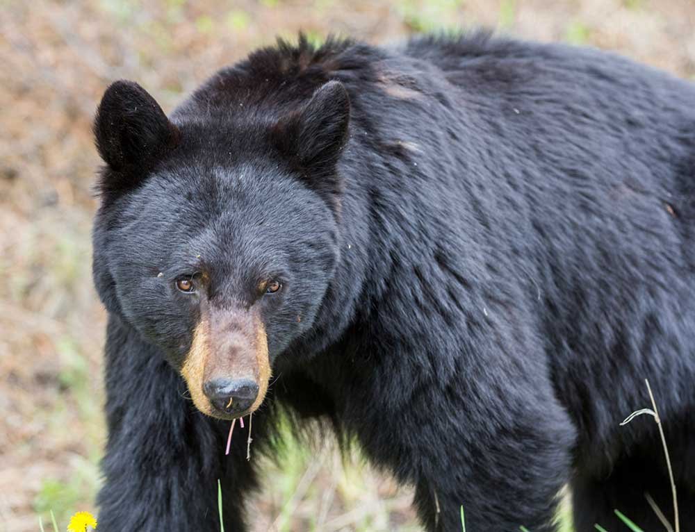 fatal-bear-attack-recorded-for-first-time-in-florida