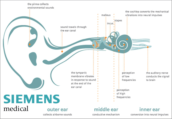 hearing protection inner ear anatomy science hearing medical electronic muffs earplugs